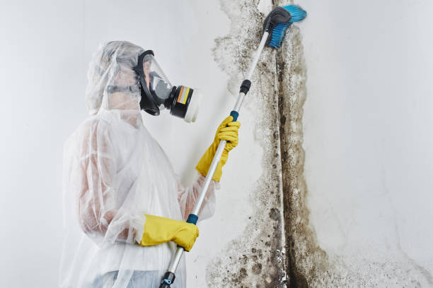  North Potomac, MD Mold Inspection, Removal & Remediation Pros